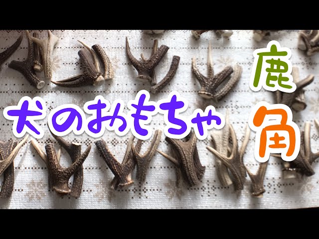Dog toys! The second round of deer antler processing. Cleaned
