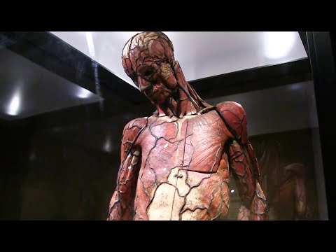 国立科学博物館「人体 －神秘への挑戦－」第1章 - YouTube