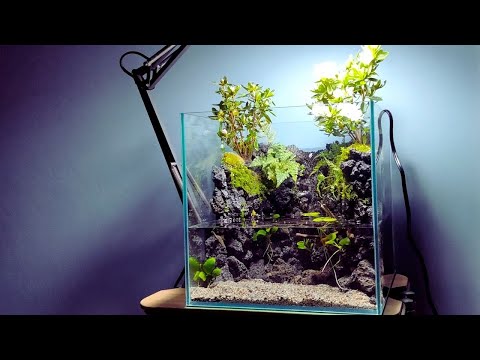 30cm cube aquarium] Reproduce the valley where flowers bloom with