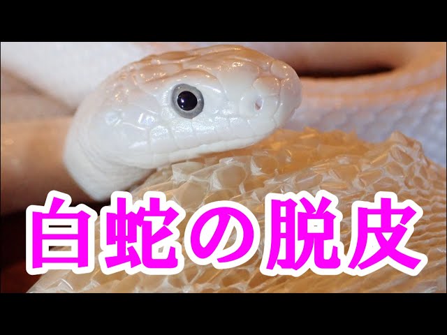白蛇が脱皮してました【Texas Rat Snake】 - YouTube