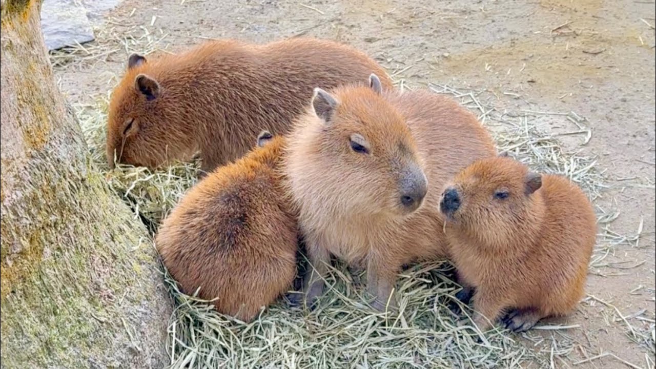 Baby capybara wants to ride on mom's back [Izu, Japan] - YouTube
