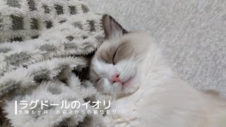 ママ募集❤生後1日子猫ちゃん♡バスケットとクマたん♡アートドール
