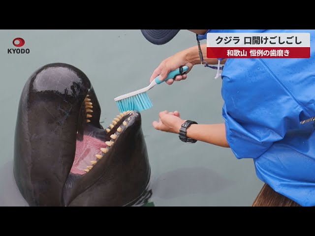 希少 抹香鯨 歯 クジラ 歯 鯨歯買取のご案内 | 古美術ますけん