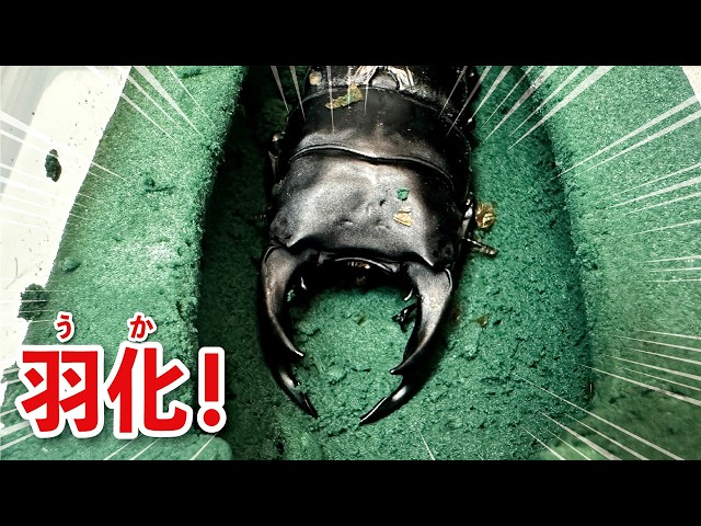 オオクワガタ特大78.6㎜ 初令幼虫採集個体 オオクワガタ特大78.6㎜ 初