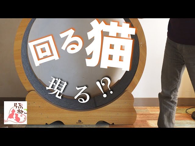 Cat Wheel] Will your cat actually use the cat wheel you can buy on