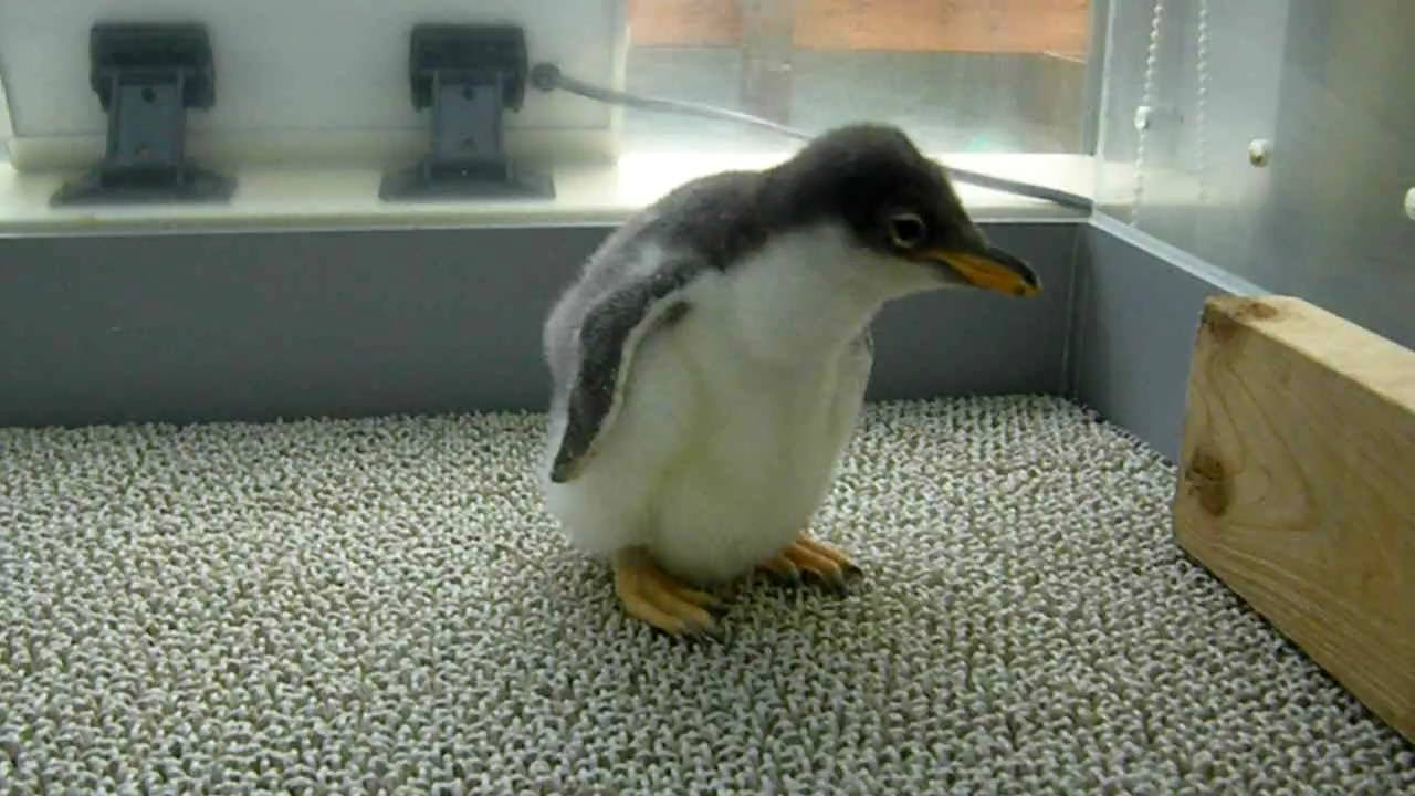 南知多ビーチランド ジェンツーペンギン 踊る雛 - YouTube