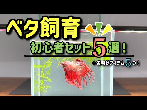 2024] Introducing 5 Betta Fish Breeding Kits and 5 Helpful Items