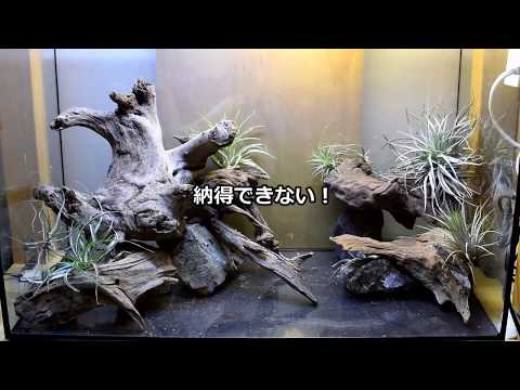 トカゲ水槽 アーチ構想！流木レイアウト - YouTube