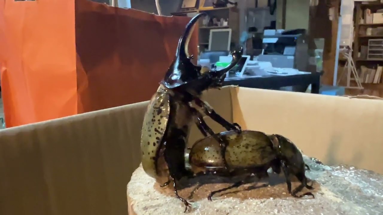 ヒルスシロカブトをペアリングしました - YouTube