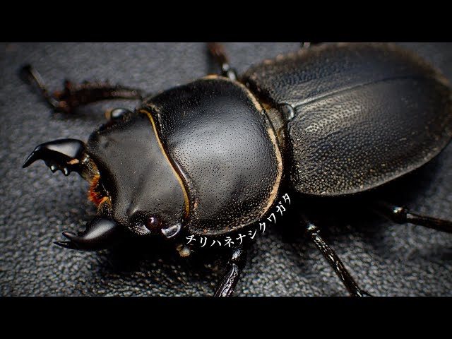 わたの木ハワイハネナシクワガタApterocyclus わたの木ハワイハネナシ