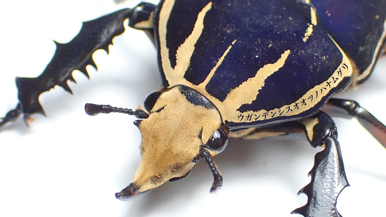 ゴライヤスオオツノカナブン 100mm ゴライアスオオツノカナブン