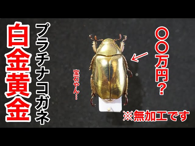 ゆるゆる昆虫標本紹介】コスタリカのコガネムシが黄金に輝いて美し