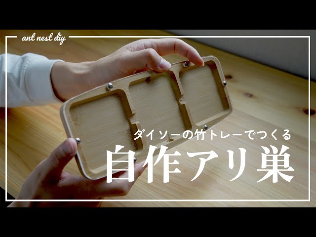 Homemade ant breeding case made from a bamboo tray [Daiso 100 yen