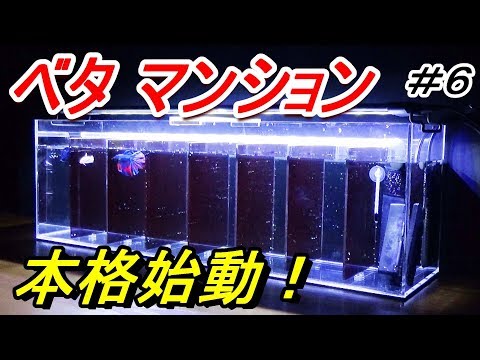2個セット⭐︎新品完品⭐︎ベタマンション アクリル水槽 2個セット⭐︎