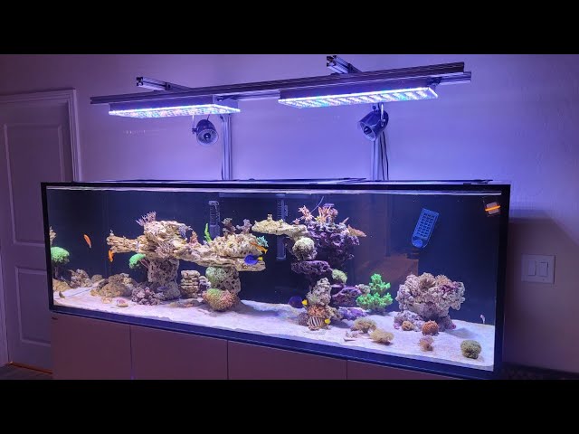 レッドシーS-1000フルセット