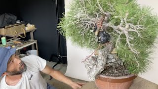 松泉焼・山秋 | 盆栽、盆栽書籍、盆栽鉢の通販│近代出版