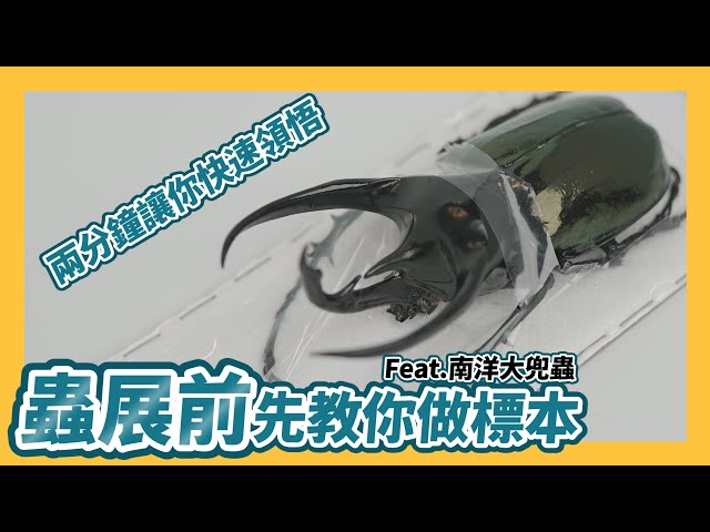 標本教學EP1】-高卡薩斯南洋大兜蟲-コーカサスオオカブトムシの標本を