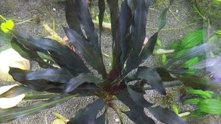 Echinodorus horemanii 'Super Red' (エキノドルス ホレマニー