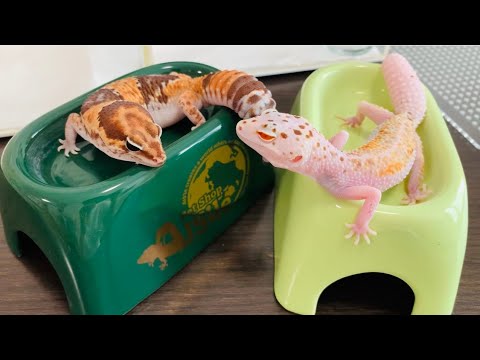 レビュー】高級シェルター「ishelter」を1ヶ月使用してみた結果