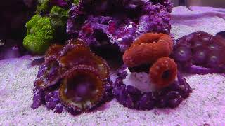 1031 45水槽レイアウト＆サンゴ在庫紹介 - YouTube