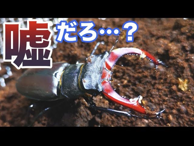 This bright red stag beetle, found mainly in Europe, is so cool