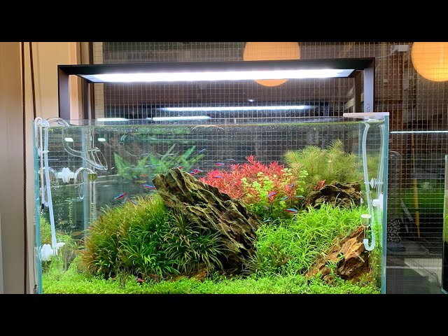 ADA アクアスカイ RGB II 60 水槽用照明 洗練と進化の光 「AQUASKY RGB