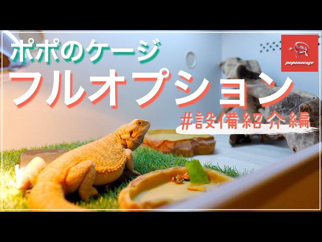 奮発】ポポのケージほぼフルオプションで買っちゃいました♡ - YouTube