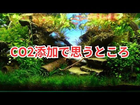 Planted aquarium] I'll tell you my thoughts on adding CO2 - YouTube