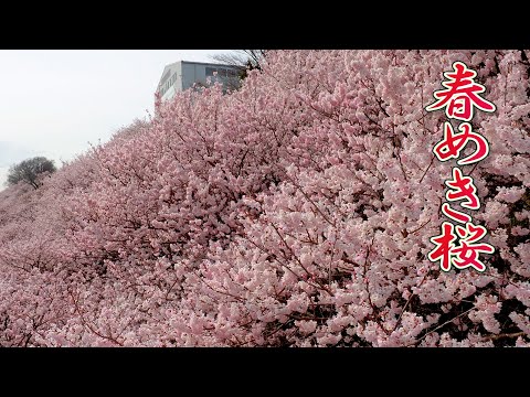 A0033)パセ・ジェラルド「花咲く桜の木」 A0033)パセ・ジェラルド「花