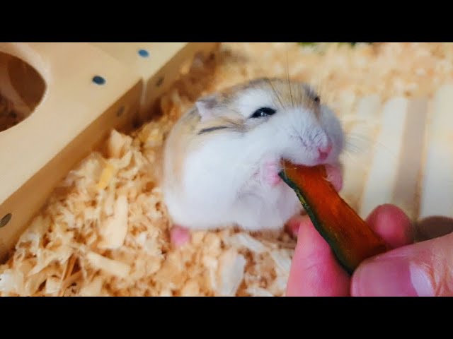 ハムスター用】ドライ野菜の作り方 - YouTube 乾燥葉 乾燥野菜 ◎セミ