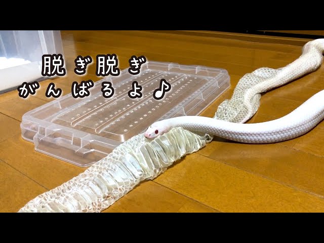 Shocking] White snakes shed their skin by moving these muscles! We