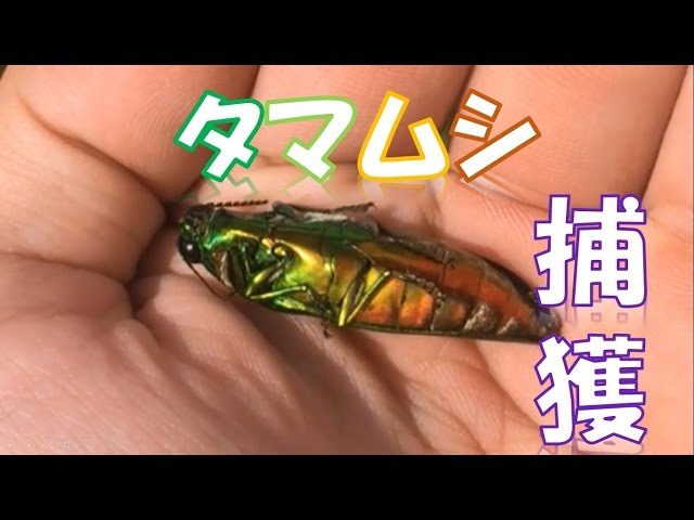 Yesssss! Catch of Japanese Jewel Beetle: Chrysochroa fulgidissima