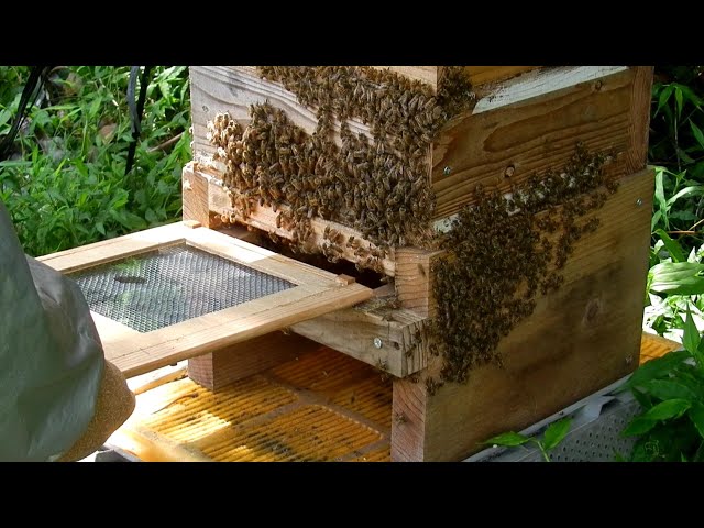 日本蜜蜂】暑さ対策で金網付き底板に換えてみましたが
