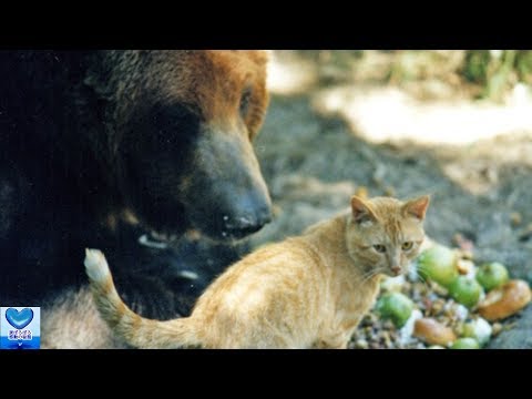 さみしがり屋なクマと恐れを知らない猫との間に芽生えた友情に心温まる