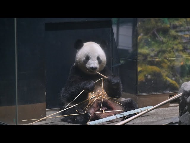 ジャイアントパンダカンカン(康康) パネル写真 ジャイアントパンダ