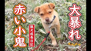 3129 外国切手 旧ソ連 1988年 狩猟犬 4種2組 3129 外国切手