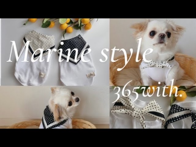 犬服 ワンピース(SS) ꒡̈⃝Lily꒡̈⃝ハンドメイド 値下げしました