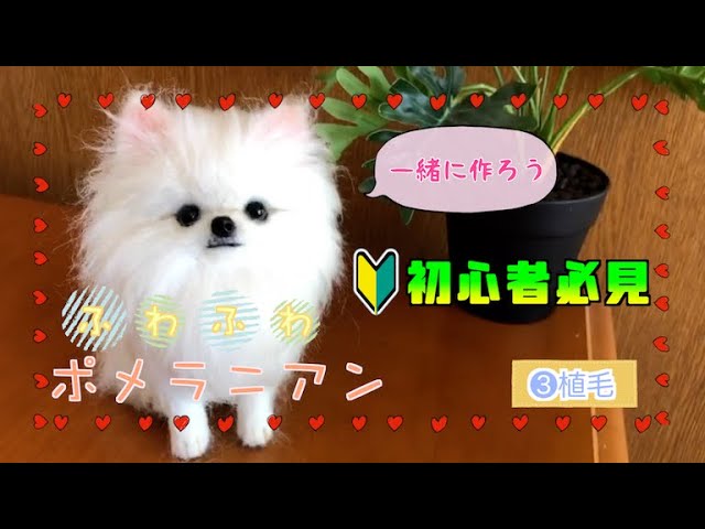 No.3』 Wool felt [Fluffy and realistic cute Pomeranian] Easy to