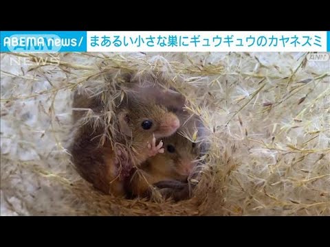 カヤネズミの゙巣6個セット