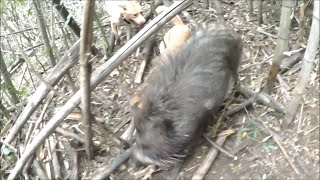 3129 外国切手 旧ソ連 1988年 狩猟犬 4種2組 3129 外国切手 旧ソ連