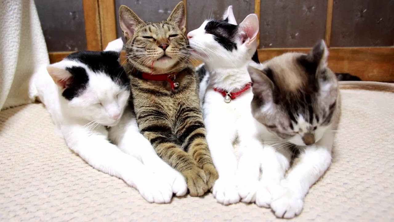 お手々を揃えた4匹の猫 200916 - YouTube