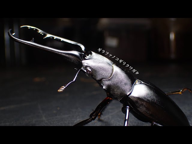 だ*き様 5周年 ハードコーティング ギラファノコギリクワガタ だ*き様