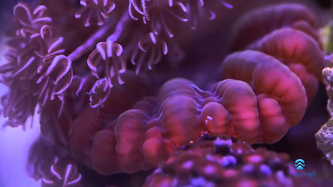 Current USA Orbit Marine Saltwater Aquarium LED Light Overview