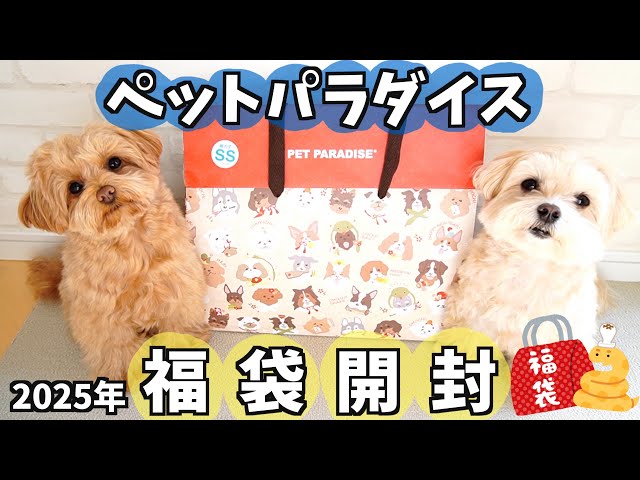 2025年福袋】大人気！ペットパラダイスの福袋が可愛すぎて大当たり