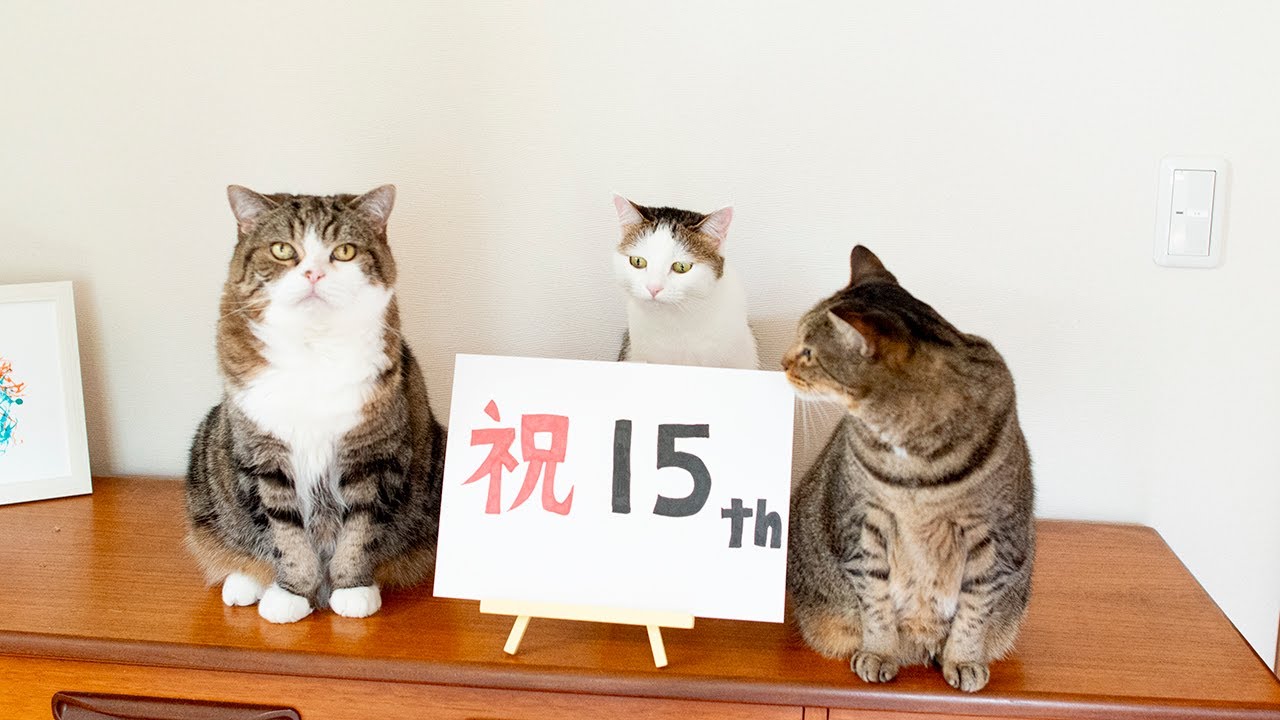 I am Maru 15. - YouTube
