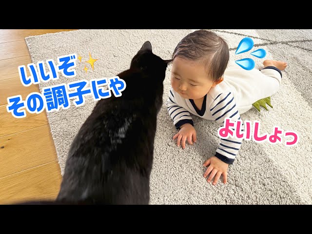 ちびねこ 直接受け渡し ちびねこ 直接受け渡し ちびねこ 直接受け渡し
