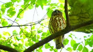 2024年 アオバズクが帰ってきた - YouTube