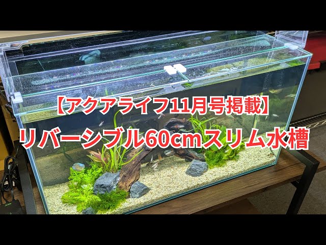 Published in Aqua Life November] We created a slim 60cm aquarium