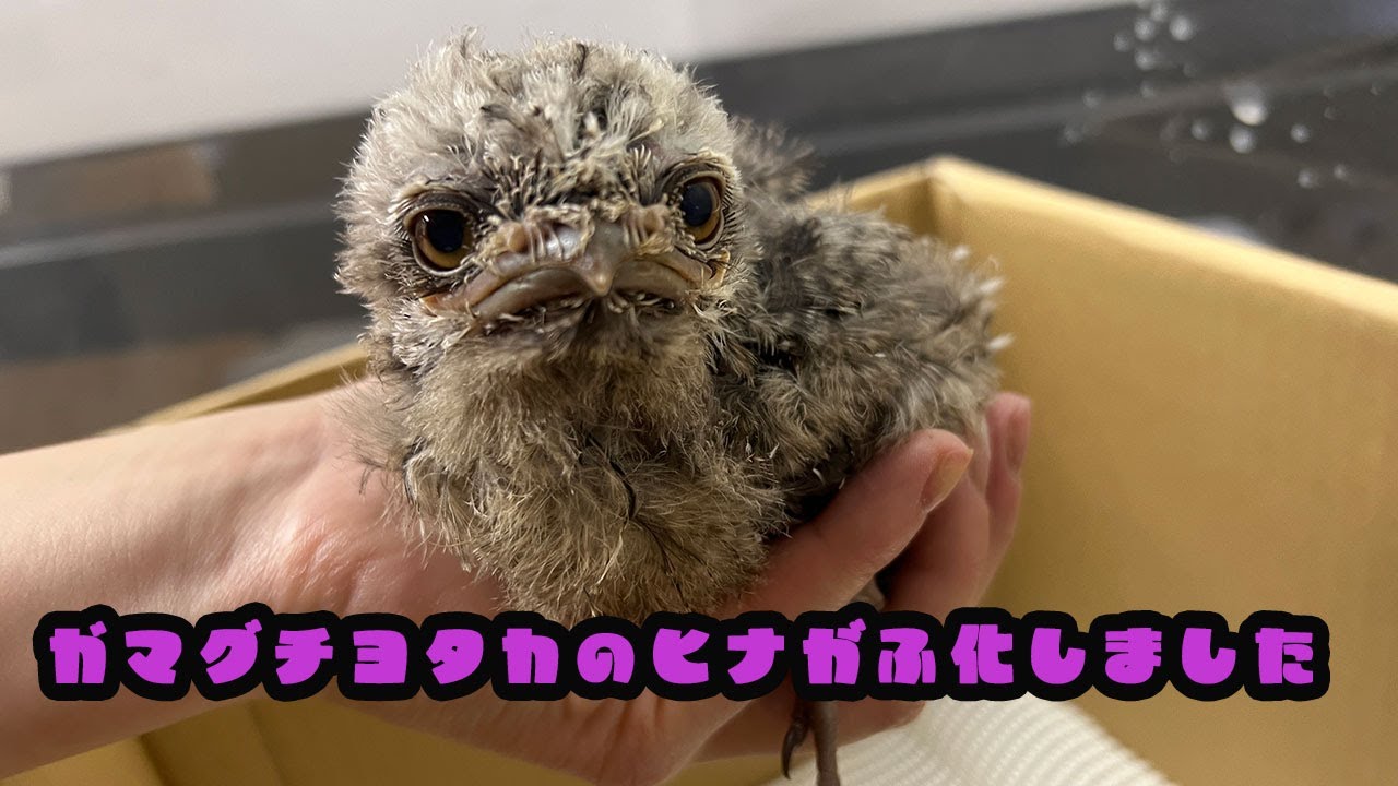 オーストラリアガマグチヨタカのヒナがふ化しました～成長記録～ - YouTube