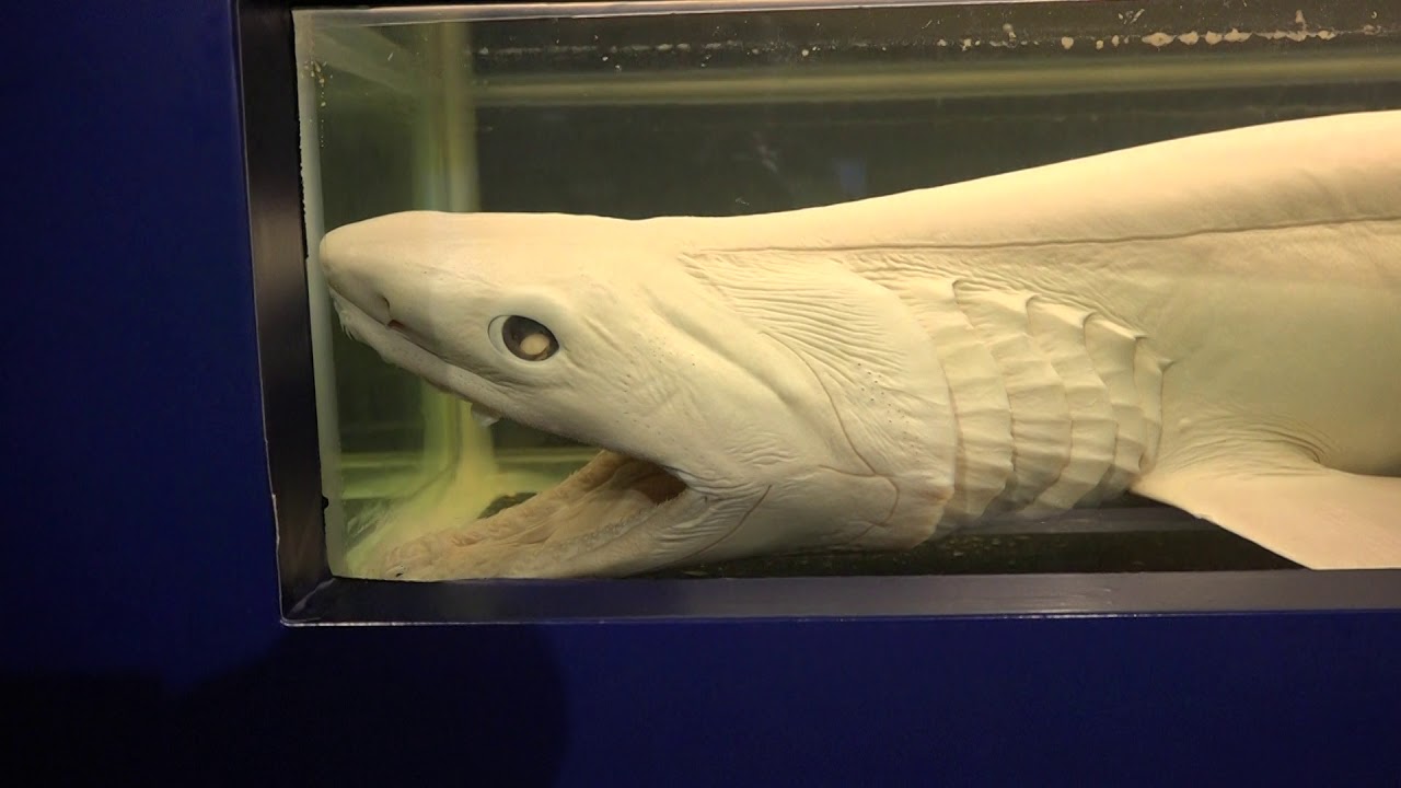 超希少！ダルマザメ液浸標本 超希少！ダルマザメ液浸標本｜クッキー